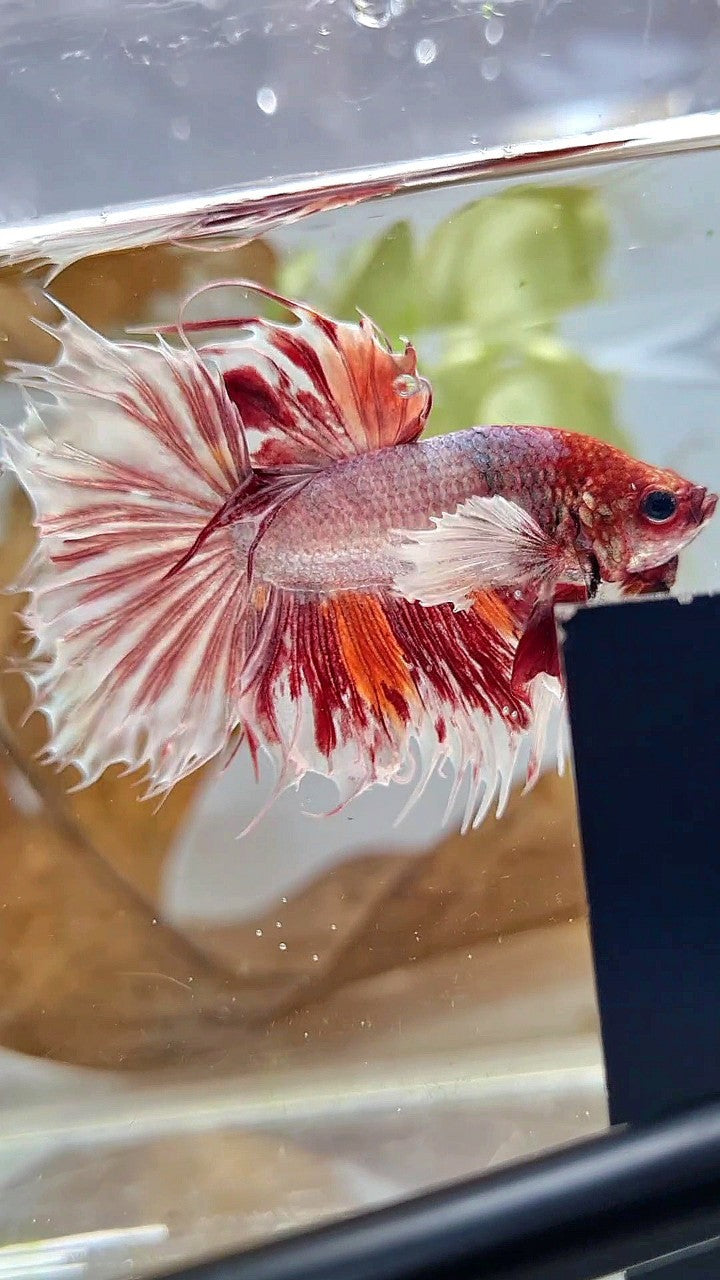 HALFSUN SUPER DUMBO EAR WHITE ORANGE COPPER WASH BETTA FISH
