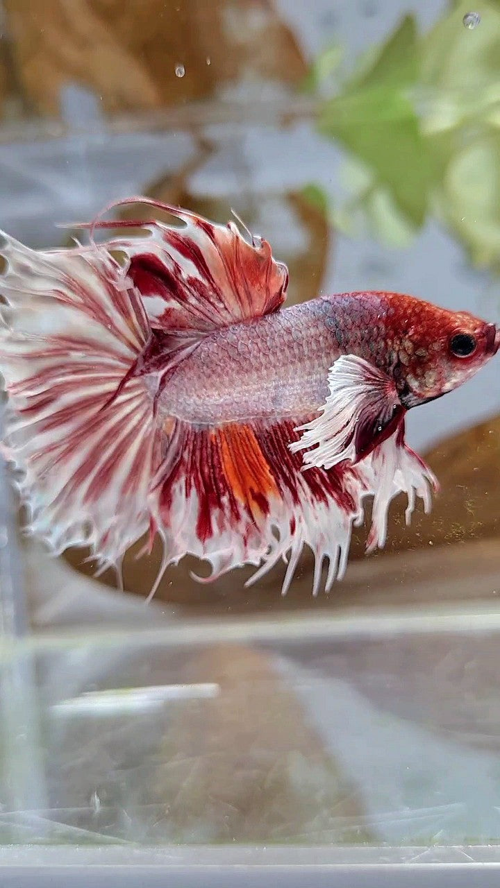 HALFSUN SUPER DUMBO EAR WHITE ORANGE COPPER WASH BETTA FISH