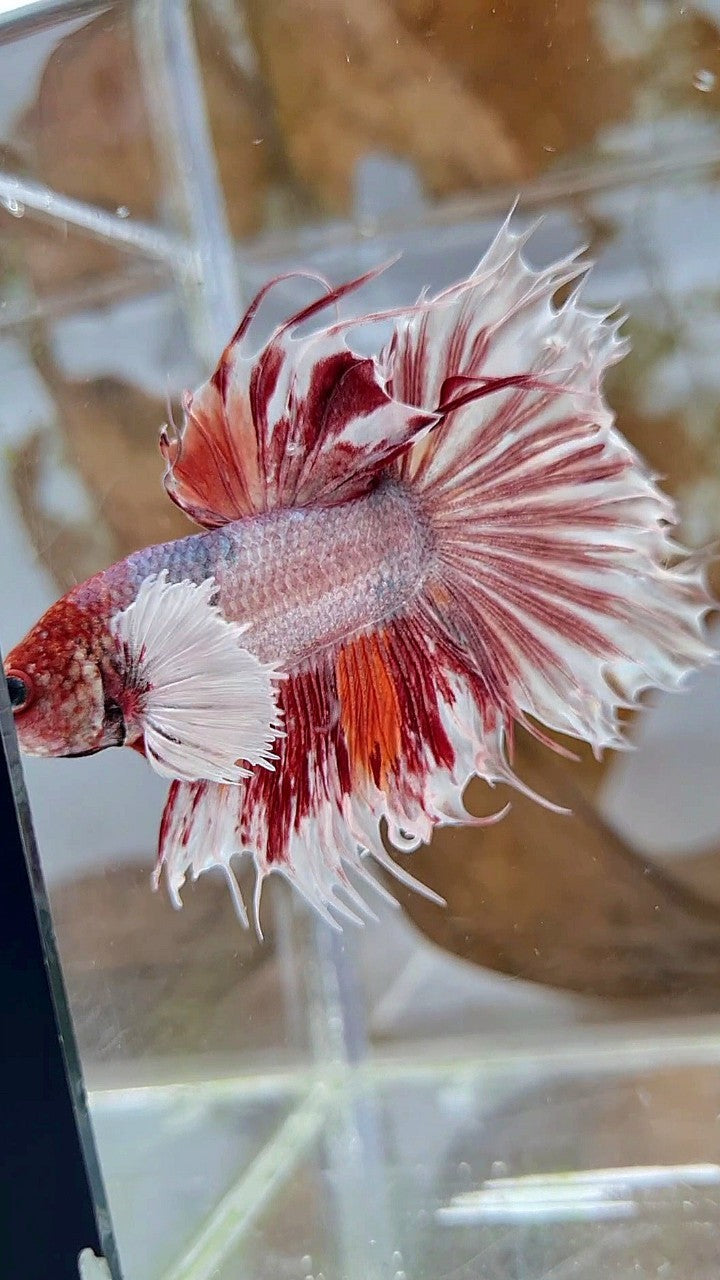 HALFSUN SUPER DUMBO EAR WHITE ORANGE COPPER WASH BETTA FISH