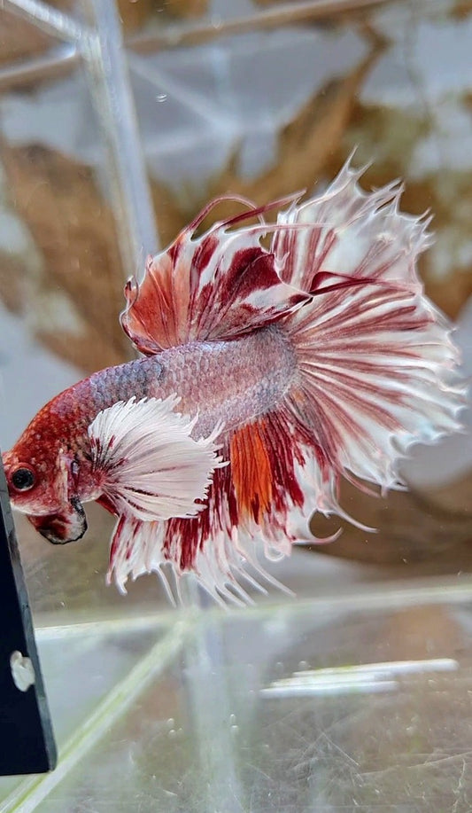 HALFSUN SUPER DUMBO EAR WHITE ORANGE COPPER WASH BETTA FISH