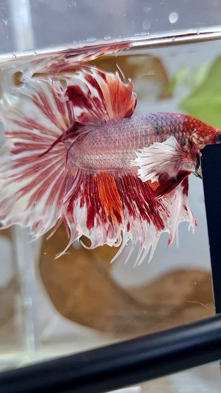 HALFSUN SUPER DUMBO EAR WHITE ORANGE COPPER WASH BETTA FISH
