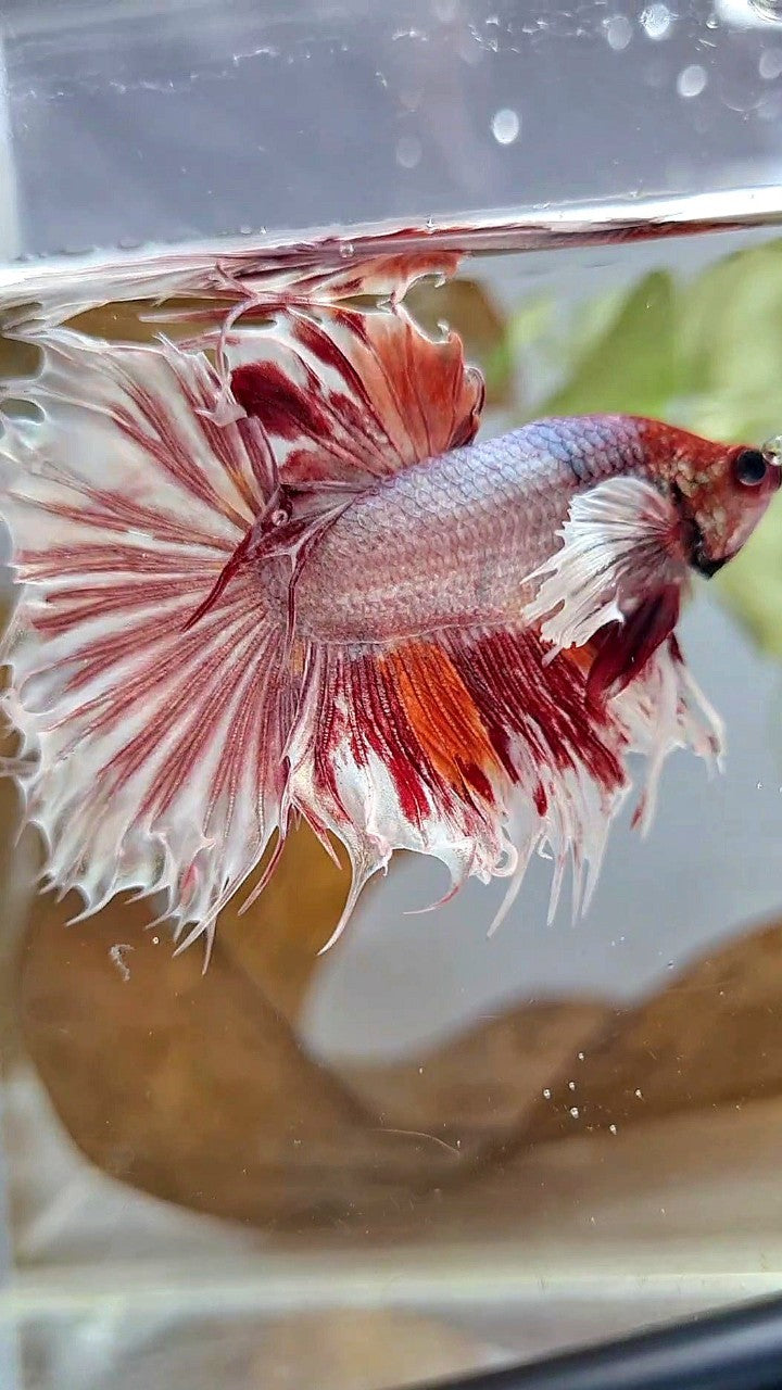 HALFSUN SUPER DUMBO EAR WHITE ORANGE COPPER WASH BETTA FISH