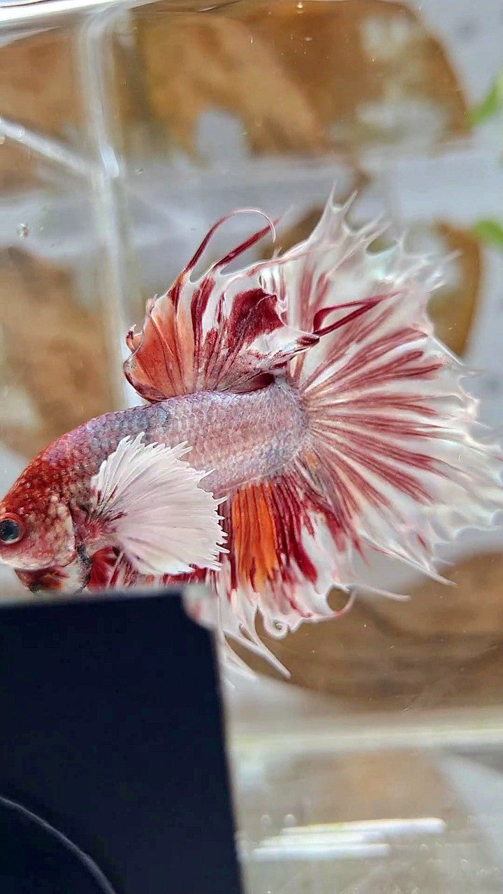 HALFSUN SUPER DUMBO EAR WHITE ORANGE COPPER WASH BETTA FISH