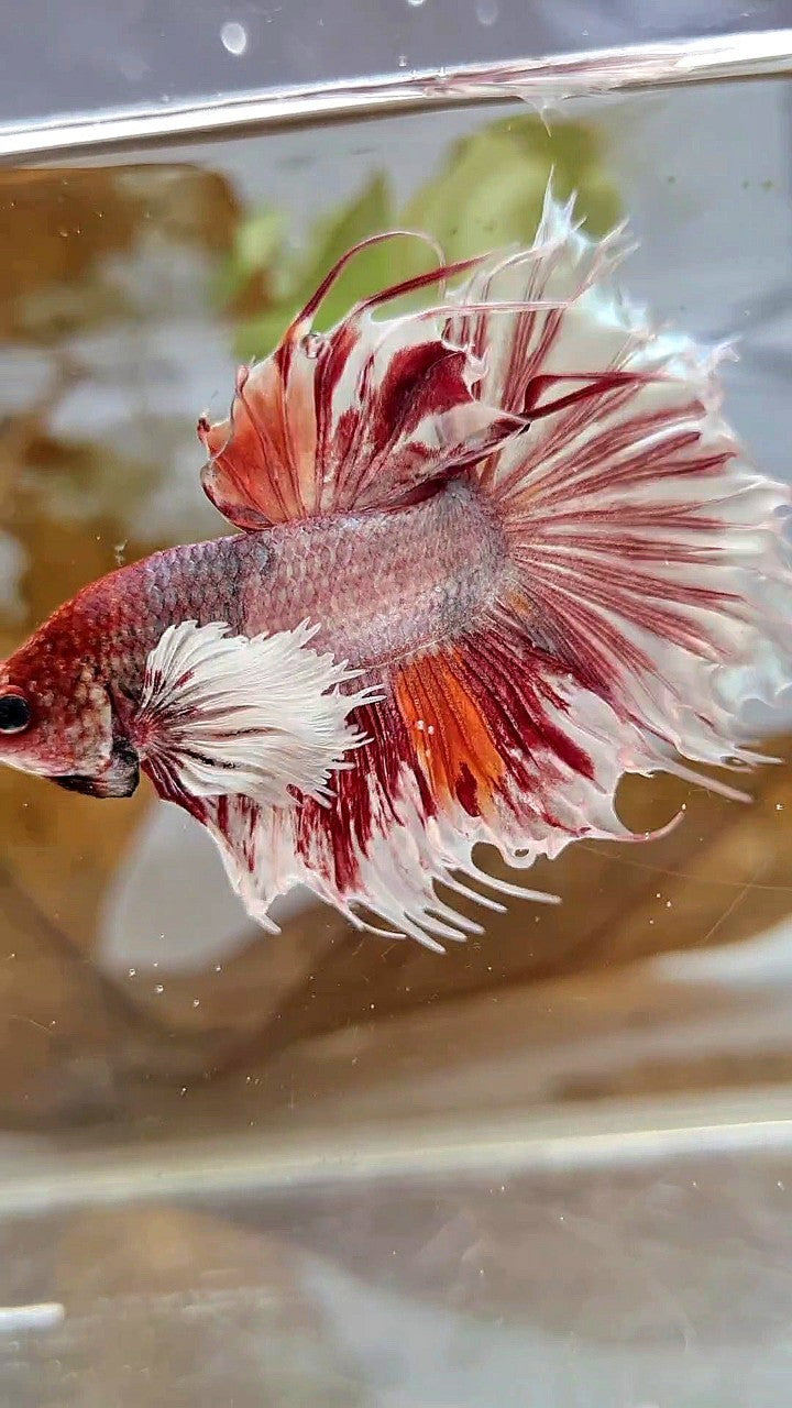 HALFSUN SUPER DUMBO EAR WHITE ORANGE COPPER WASH BETTA FISH