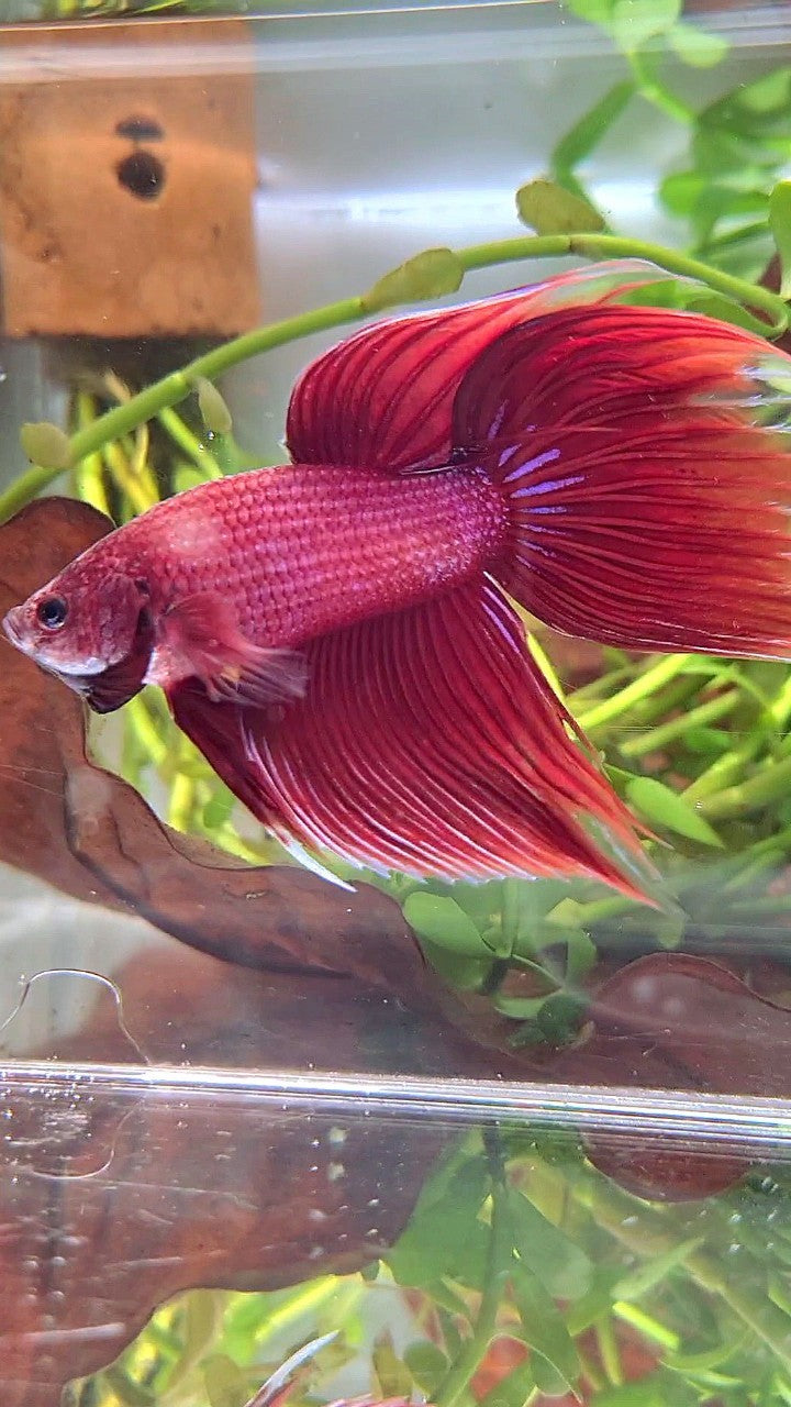 XL VEILTAIL SUPER RED BETTA FISH