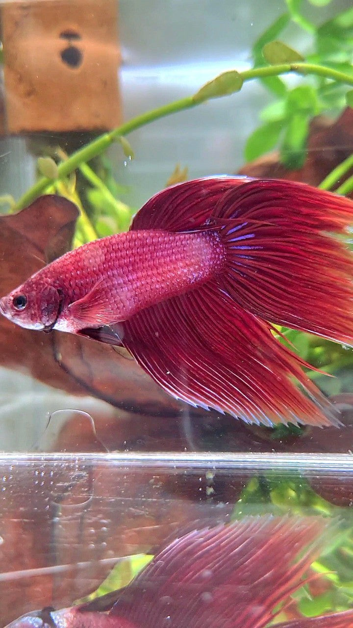 XL VEILTAIL SUPER RED BETTA FISH