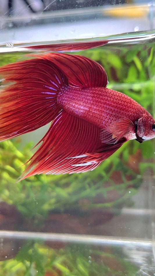XL VEILTAIL SUPER RED BETTA FISH