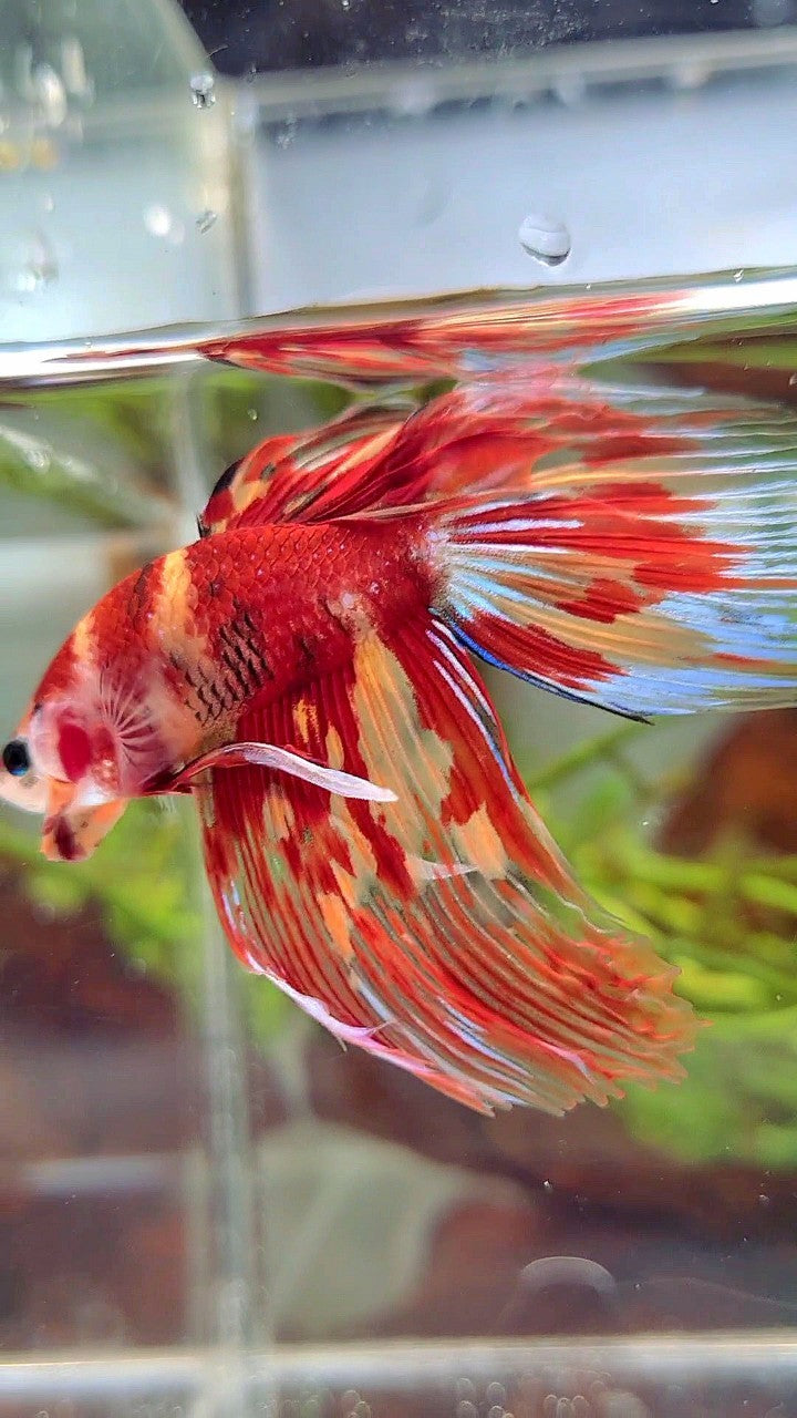 XL VEILTAIL ORANGE MARBLE NEMO FIRE MULTICOLOR BETTA FISH