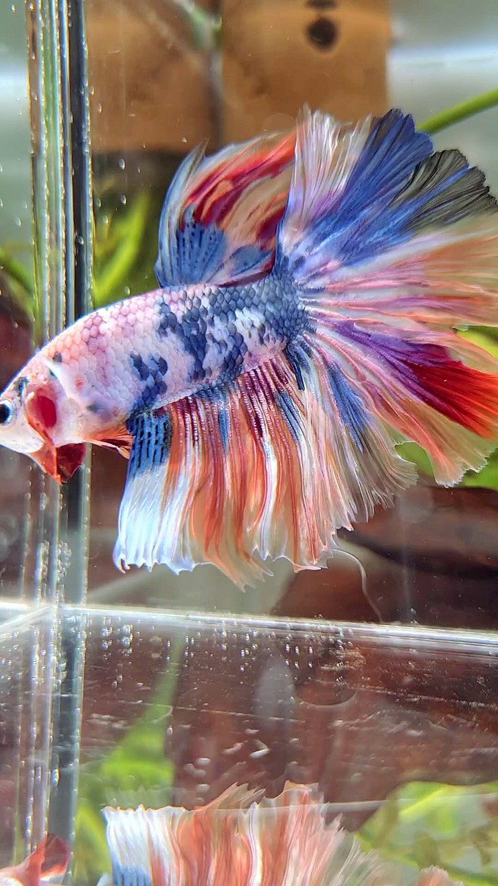 XL HALFMOON ROSETAIL WHITE CANDY NEMO MULTICOLOR BETTA FISH