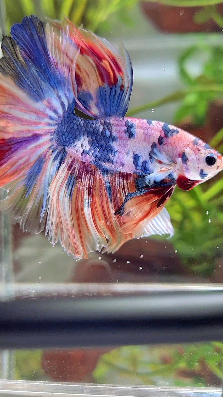 XL HALFMOON ROSETAIL WHITE CANDY NEMO MULTICOLOR BETTA FISH