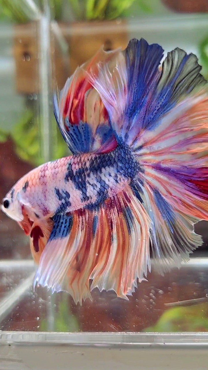 XL HALFMOON ROSETAIL WHITE CANDY NEMO MULTICOLOR BETTA FISH