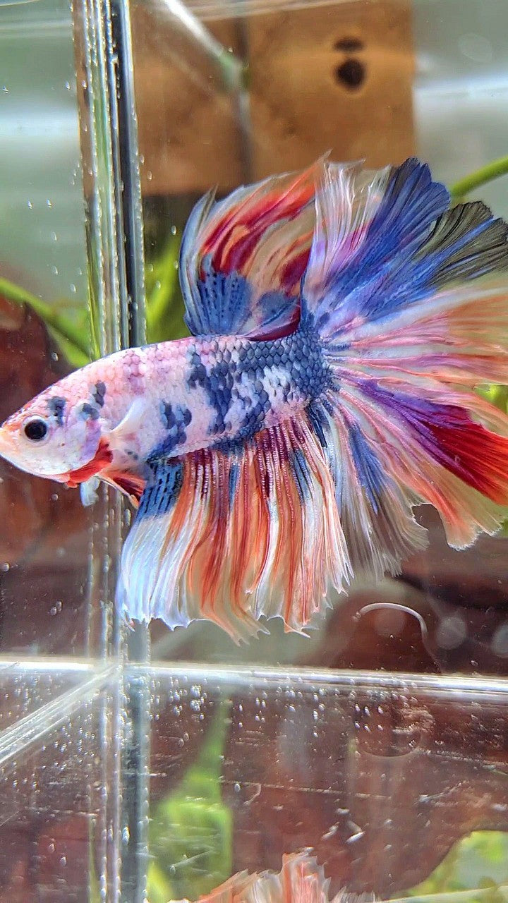 XL HALFMOON ROSETAIL WHITE CANDY NEMO MULTICOLOR BETTA FISH