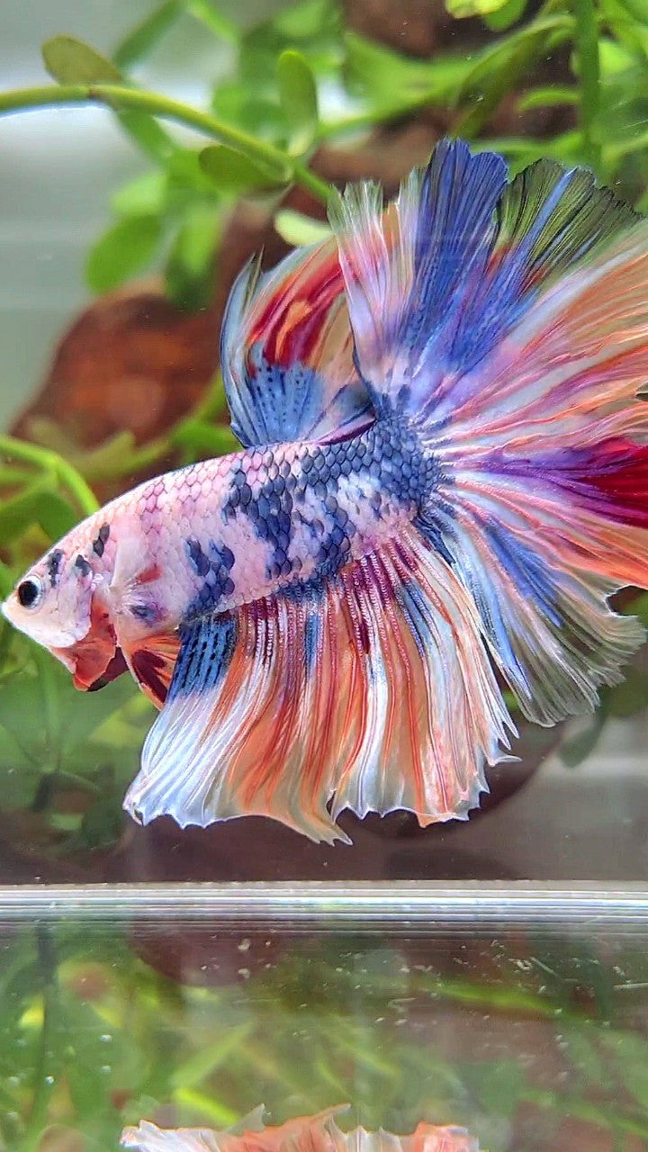 XL HALFMOON ROSETAIL WHITE CANDY NEMO MULTICOLOR BETTA FISH