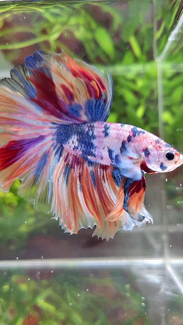 XL HALFMOON ROSETAIL WHITE CANDY NEMO MULTICOLOR BETTA FISH