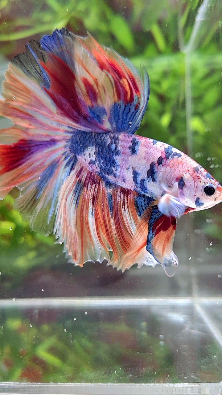 XL HALFMOON ROSETAIL WHITE CANDY NEMO MULTICOLOR BETTA FISH