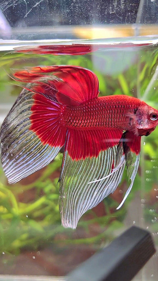 XL VEILTAIL OVER SUPER RED BUTTERFLY BETTA FISH