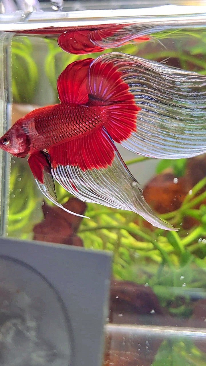 XL VEILTAIL OVER SUPER RED BUTTERFLY BETTA FISH
