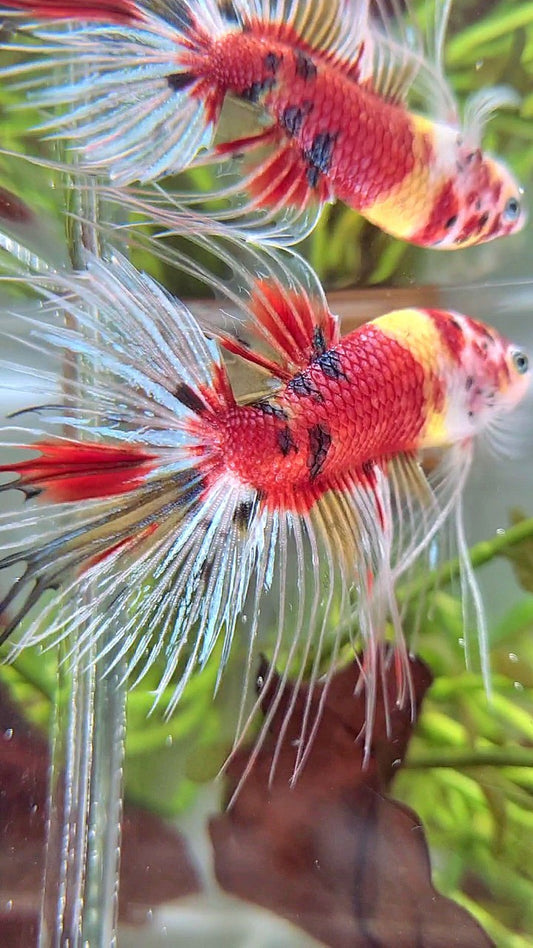 XL CROWNTAIL RED KOI YELLOW MULTICOLOR BETTA FISH