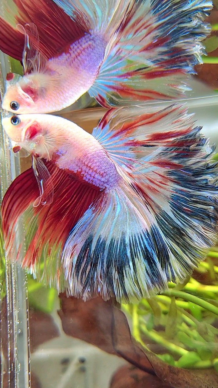 XL HALFMOON ROSETAIL AOC UNIQUE PURPLE BLUE RED MULTICOLOR BETTA FISH