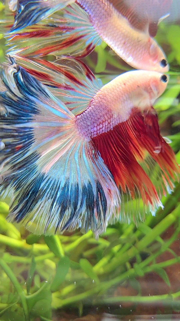 XL HALFMOON ROSETAIL AOC UNIQUE PURPLE BLUE RED MULTICOLOR BETTA FISH