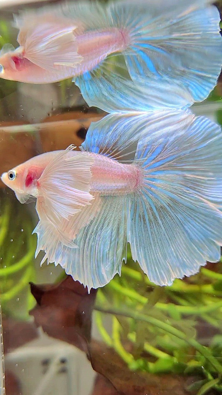 HALFMOON SUPER DUMBO EAR WHITE OPAQUE UNICORN BETTA FISH