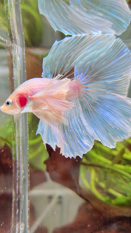 HALFMOON SUPER DUMBO EAR WHITE OPAQUE UNICORN BETTA FISH
