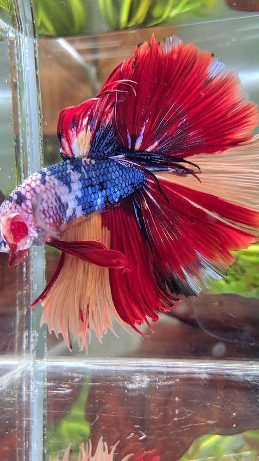 XL HALFMOON ROSETAIL BLUE FANCY NEMO MULTICOLOR BETTA FISH