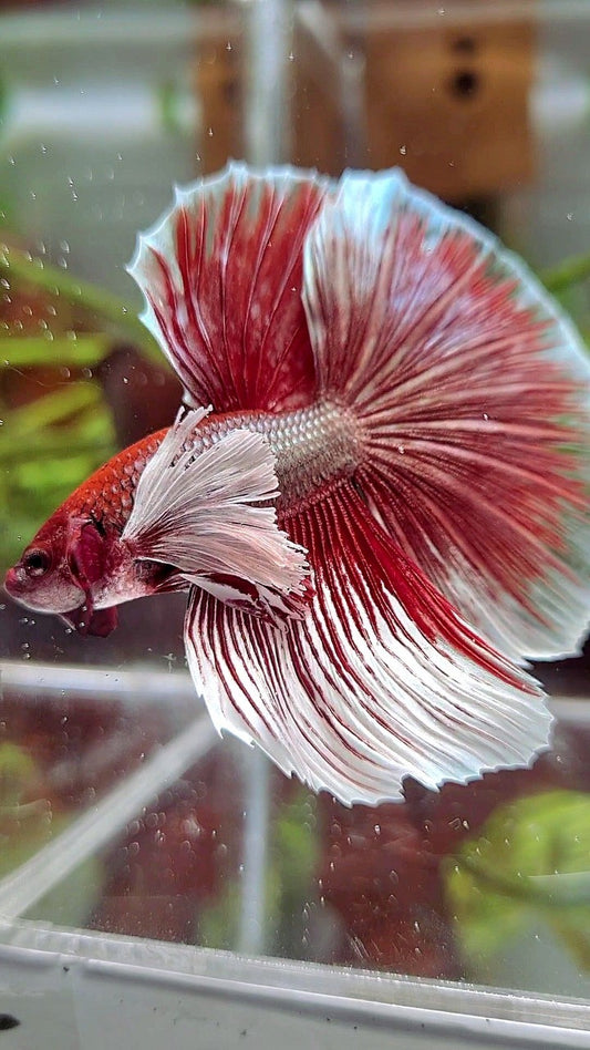 HALFMOON SUPER DUMBO EAR RED COPPER BETTA FISH