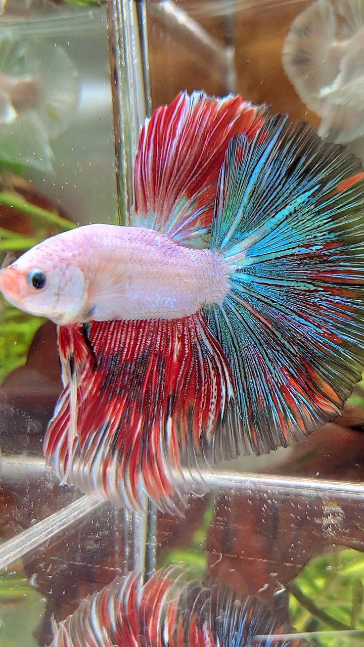 XL HALFMOON OVERTAIL BLUE RED RIM FANCY MULTICOLOR BETTA FISH