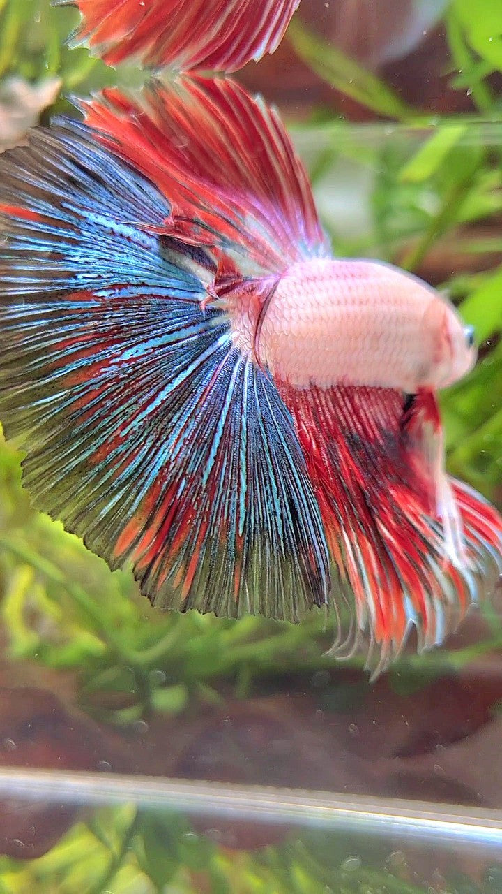 XL HALFMOON OVERTAIL BLUE RED RIM FANCY MULTICOLOR BETTA FISH