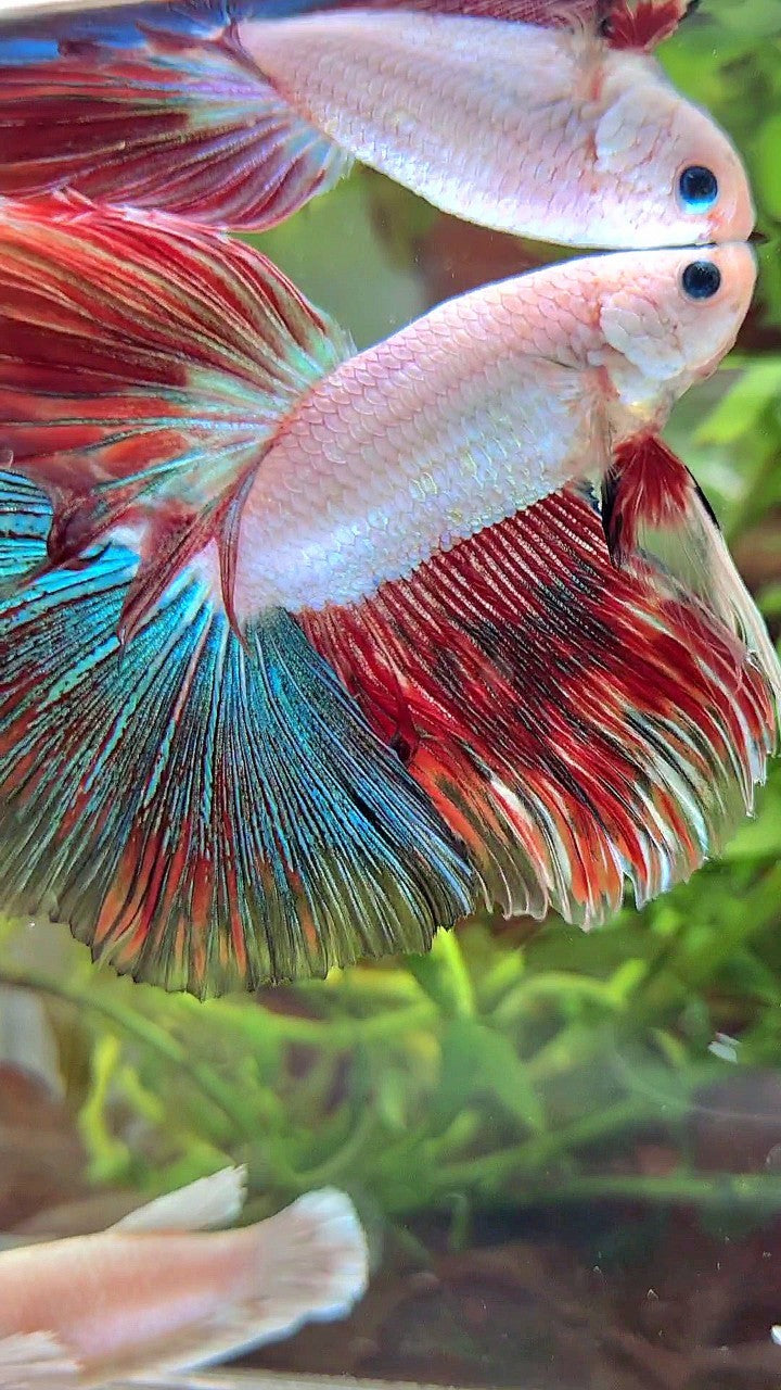 XL HALFMOON OVERTAIL BLUE RED RIM FANCY MULTICOLOR BETTA FISH