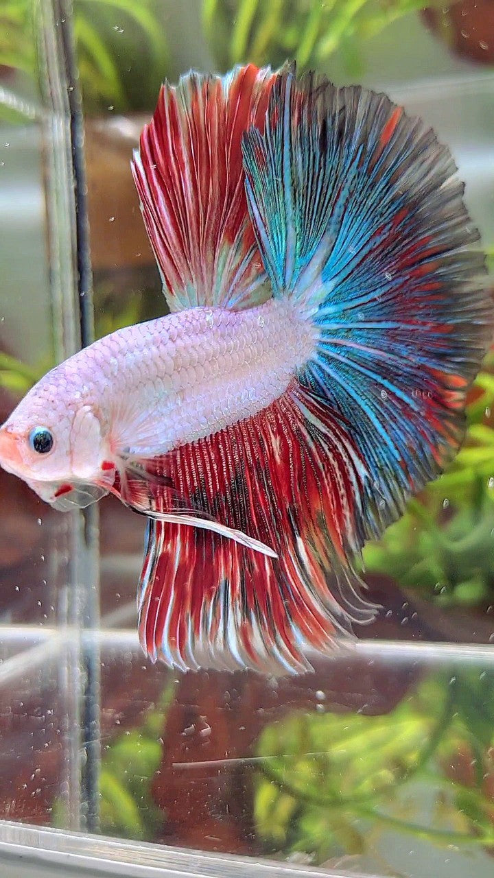 XL HALFMOON OVERTAIL BLUE RED RIM FANCY MULTICOLOR BETTA FISH