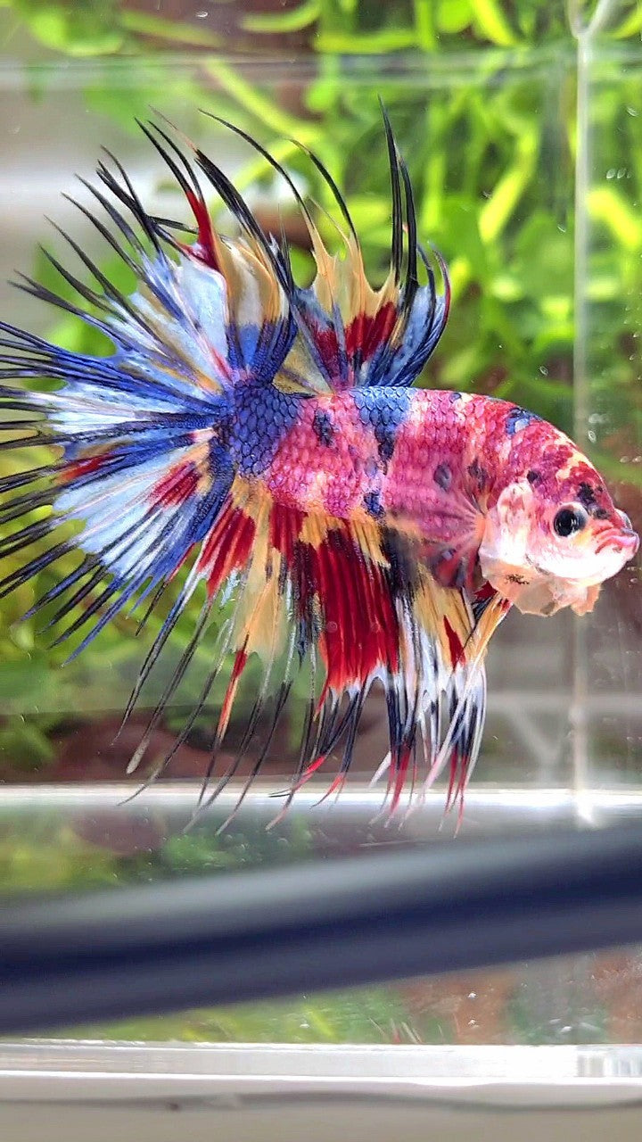 XL CROWNTAIL RAINBOW CANDY YELLOW MULTICOLOR BETTA FISH – Rare