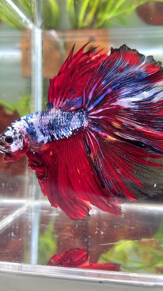 XL HALFMOON ROSETAIL RED BLUE FANCY MULTICOLOR BETTA FISH