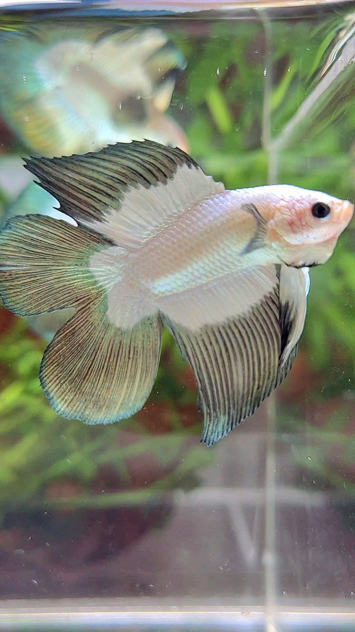 LUXURY HALFMOON DOUBLE TAIL COPPER RIM BETTA FISH