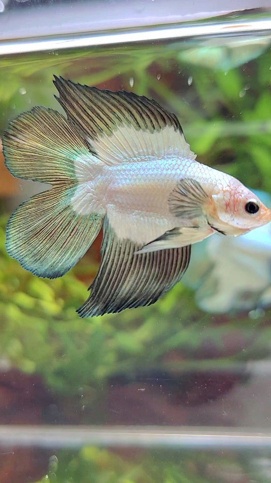 LUXURY HALFMOON DOUBLE TAIL COPPER RIM BETTA FISH