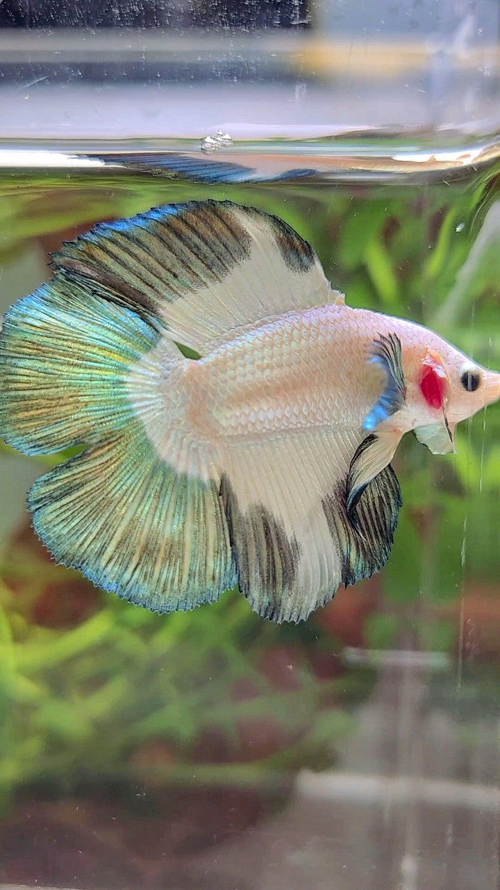 LUXURY HALFMOON DOUBLE TAIL COPPER RIM BETTA FISH