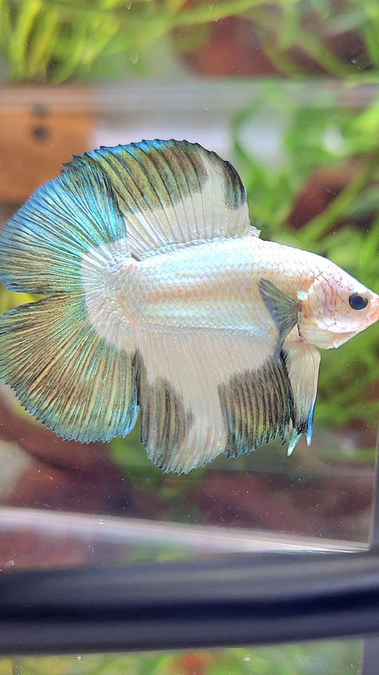 LUXURY HALFMOON DOUBLE TAIL COPPER RIM BETTA FISH
