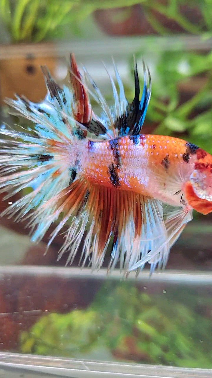 XL CROWNTAIL ORANGE WHITE CANDY MULTICOLOR BETTA FISH