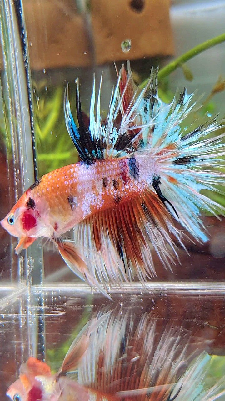 XL CROWNTAIL ORANGE WHITE CANDY MULTICOLOR BETTA FISH