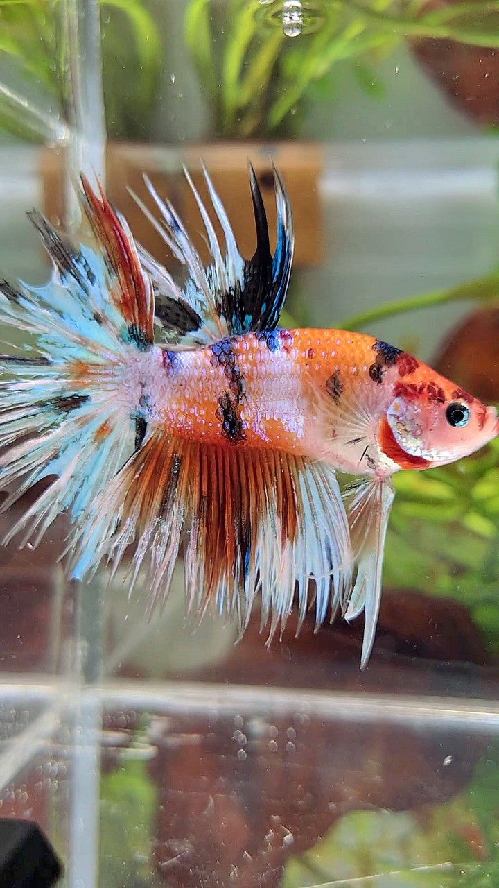 XL CROWNTAIL ORANGE WHITE CANDY MULTICOLOR BETTA FISH