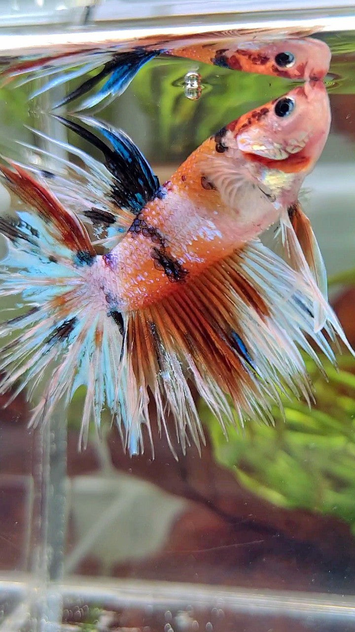 XL CROWNTAIL ORANGE WHITE CANDY MULTICOLOR BETTA FISH