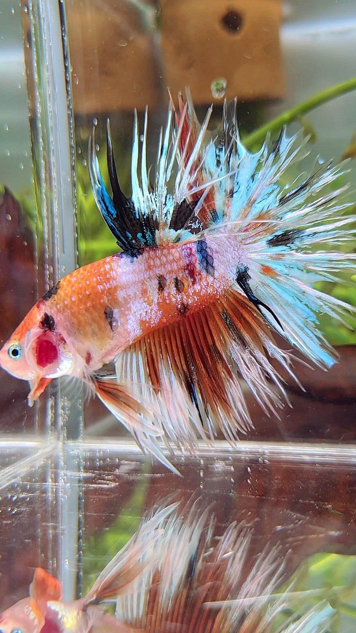 XL CROWNTAIL ORANGE WHITE CANDY MULTICOLOR BETTA FISH