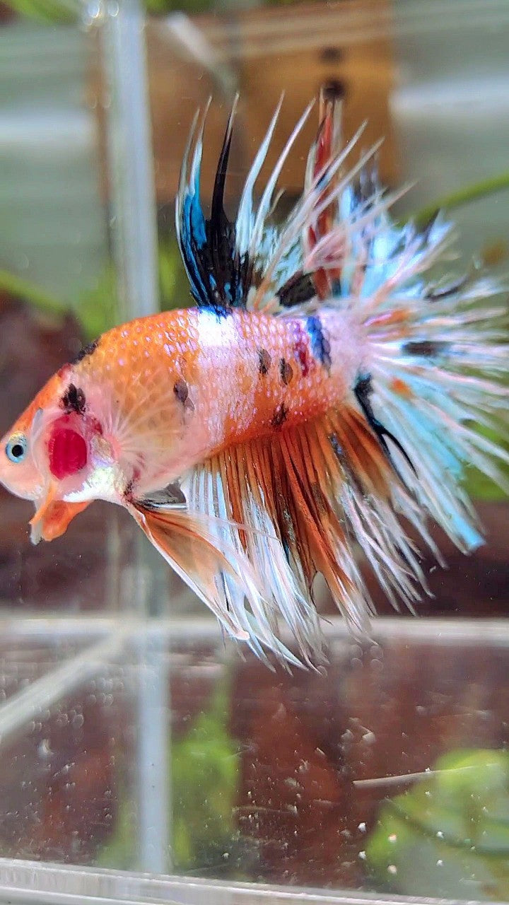 XL CROWNTAIL ORANGE WHITE CANDY MULTICOLOR BETTA FISH