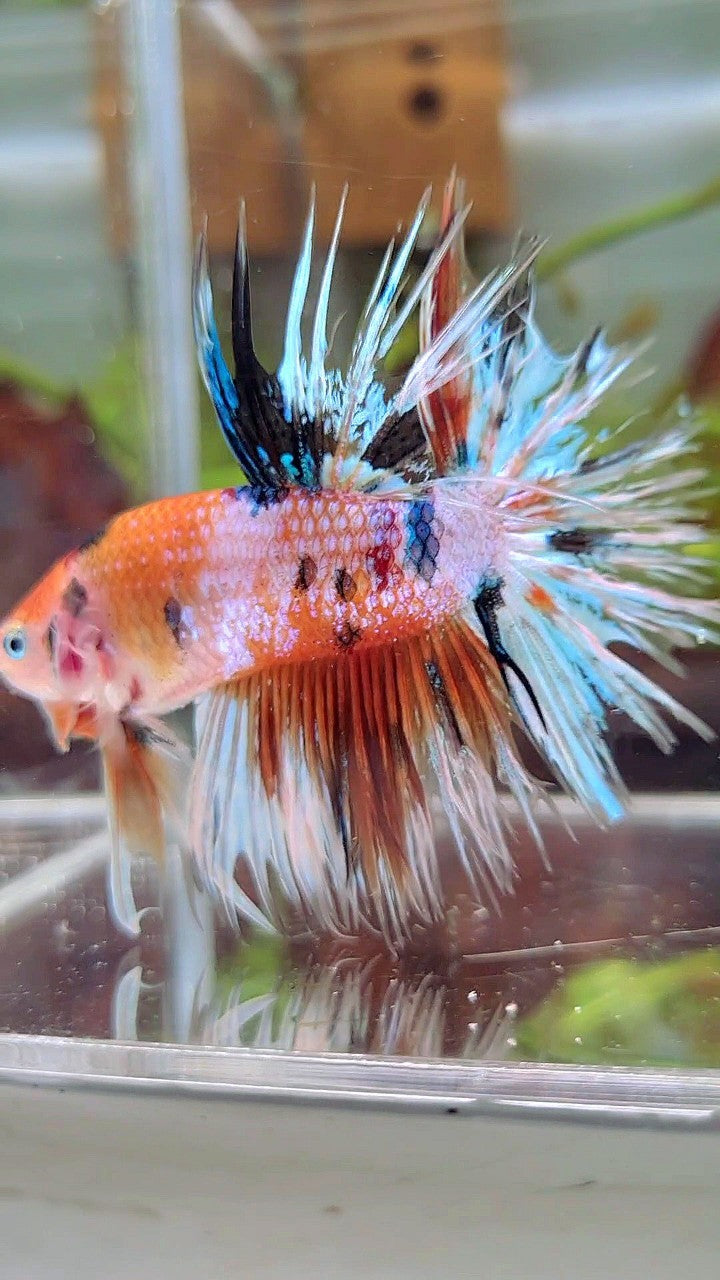 XL CROWNTAIL ORANGE WHITE CANDY MULTICOLOR BETTA FISH