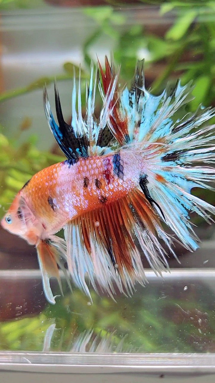 XL CROWNTAIL ORANGE WHITE CANDY MULTICOLOR BETTA FISH