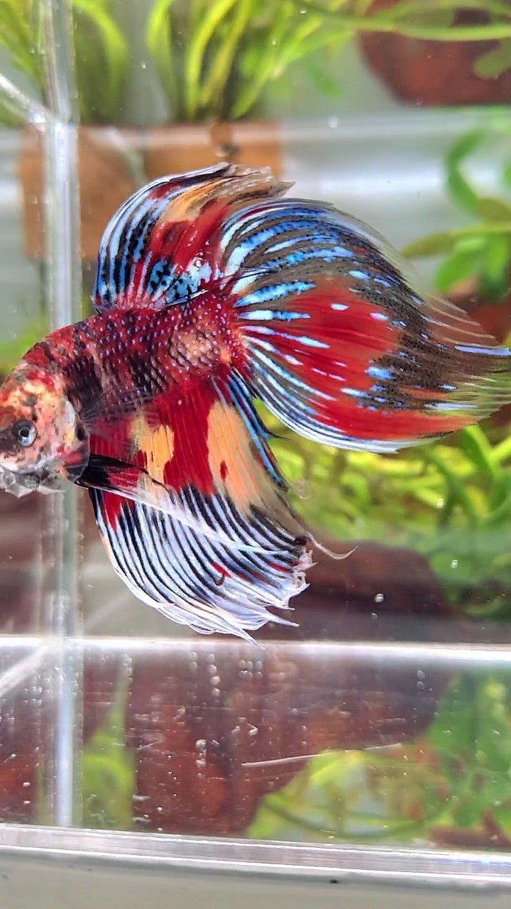 XL VEILTAIL SUPER MULTICOLOR RED YELLOW TIGER BETTA FISH