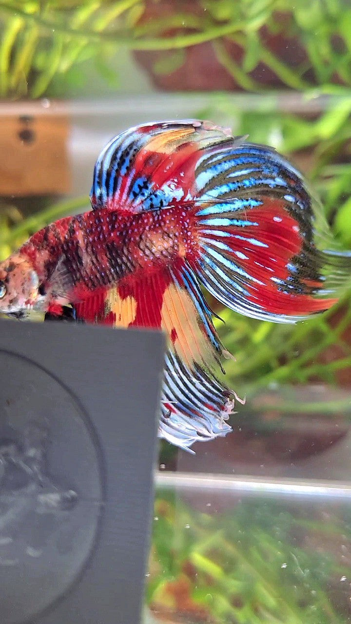 XL VEILTAIL SUPER MULTICOLOR RED YELLOW TIGER BETTA FISH