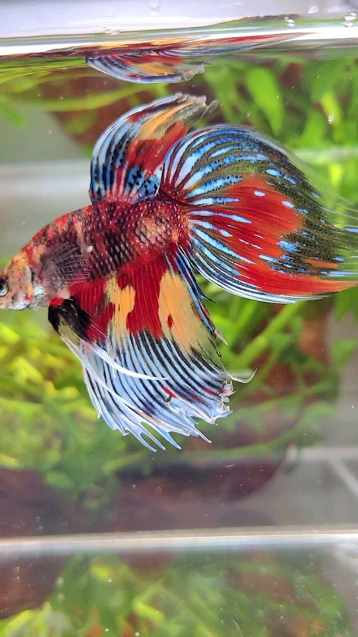 XL VEILTAIL SUPER MULTICOLOR RED YELLOW TIGER BETTA FISH