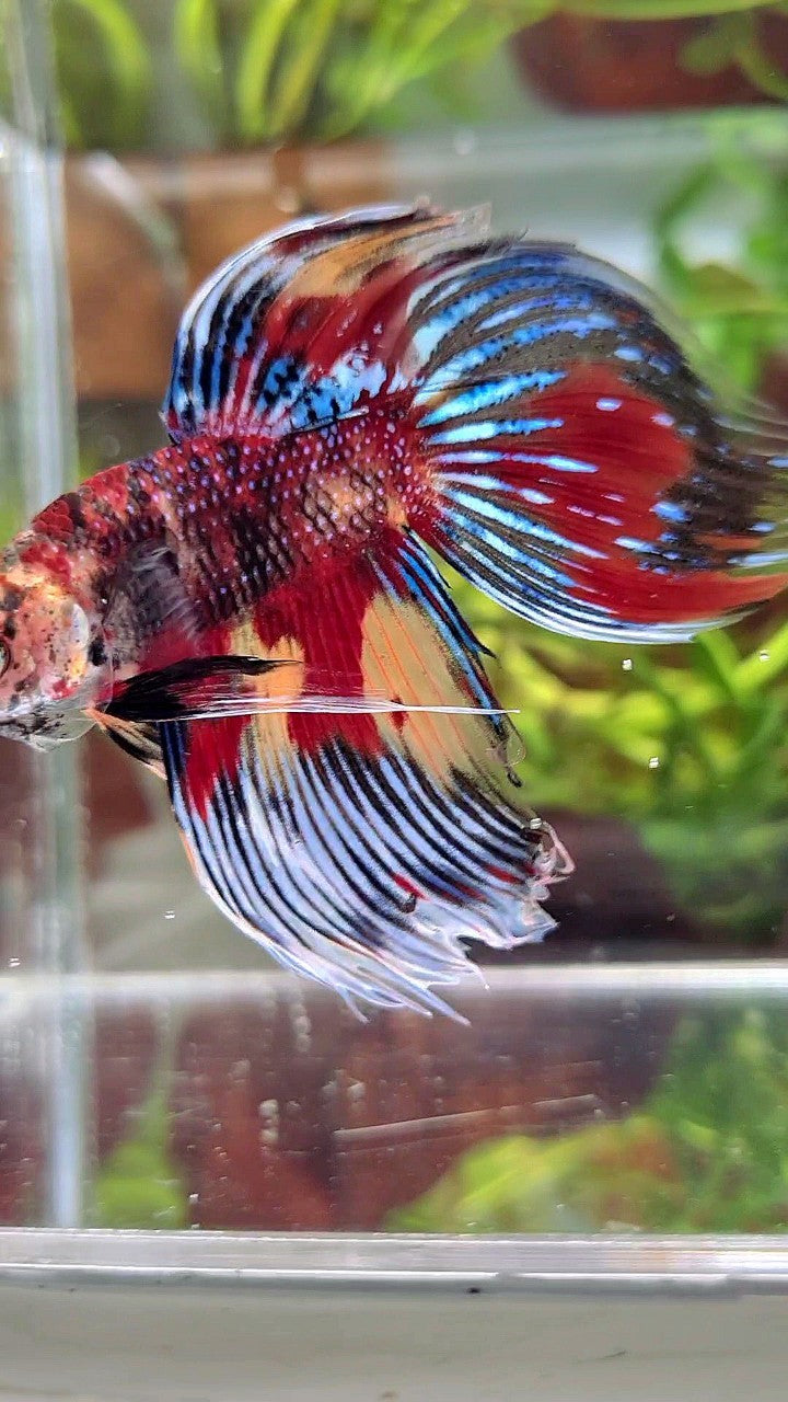 XL VEILTAIL SUPER MULTICOLOR RED YELLOW TIGER BETTA FISH